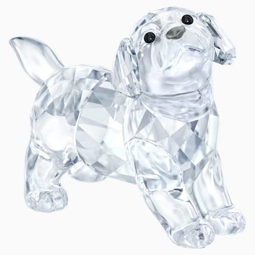 cucciolo di labrador